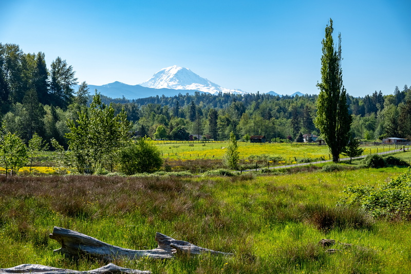 day, side, mount rainier, land, trees, snow, growth, scenics - nature, flora, no people, green color, wanderlust, nature, outdoors, plant, environment