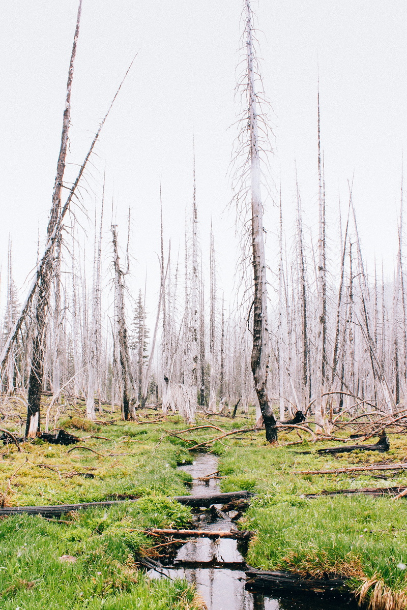 tree, united states, tranquil scene, birch, day, scenics - nature, non-urban scene, bare tree, grove, tree trunk, trail, plant, grass, land, outdoors, path