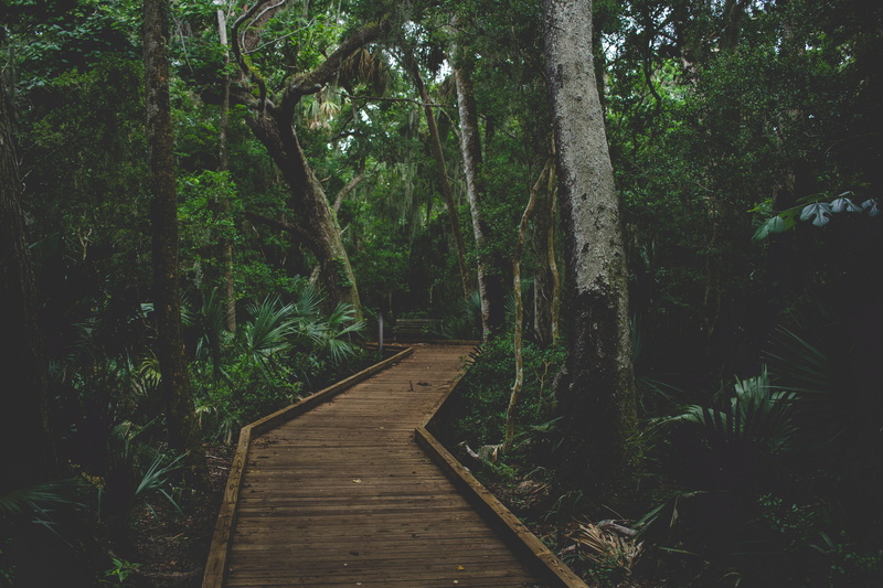 wooden, plant, vegetation, growth, tranquility, land, long, redwood, brown, canaveral national seashore, united states, 4K, outdoors, direction, tree