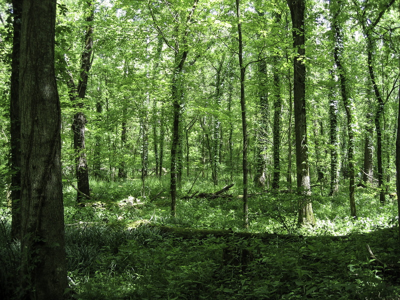 Forest, scenics - nature, photos, otter, wilderness Area, tree, outdoor, recreation, creek, tree Trunk, green Color, bamboo - plant, springtime, public domain