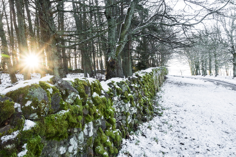 scotland, black, fir, scenics - nature, beauty in nature, no people, 5K, tranquil scene, snow, covering, moss, fence, nature, stone, tranquility, light