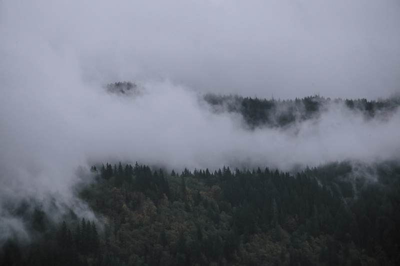 weather, 4K, sky, eerie, tree, beauty in nature, fir, nature, no people, tranquil scene, forest, united states, mountain, cloud - sky, cougar, fog, pine tree