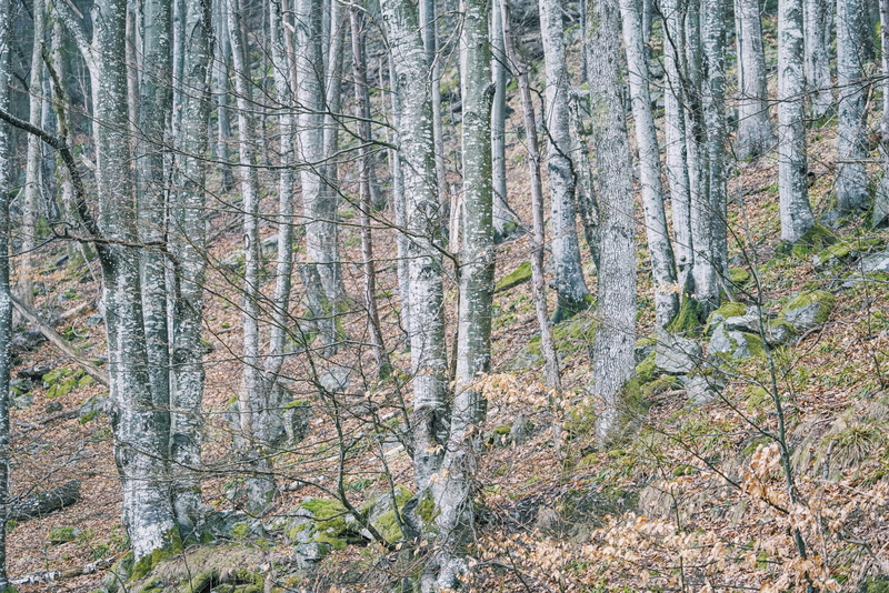 winter, growth, no people, non-urban scene, grove, forest, idyllic, germany, scenics - nature, beauty in nature, day, coniferous tree, morning, waldkirch