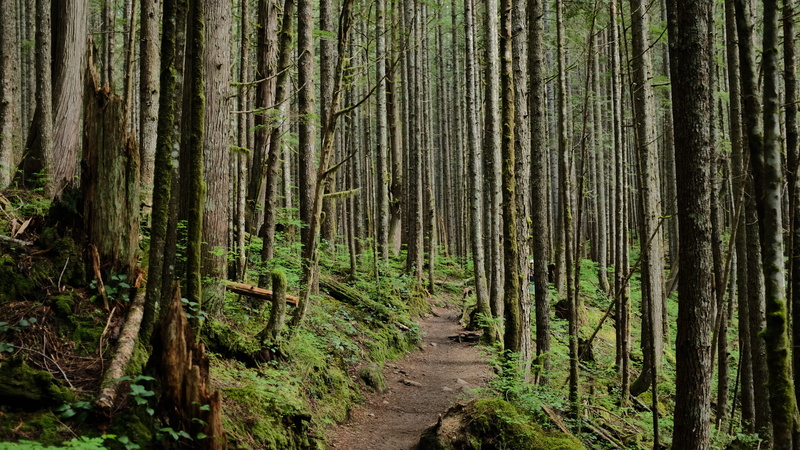 day, tranquil scene, jungle, redwood, outdoors, tranquility, hike, united states, scenics - nature, no people, wallace falls state park, trail, rainforest