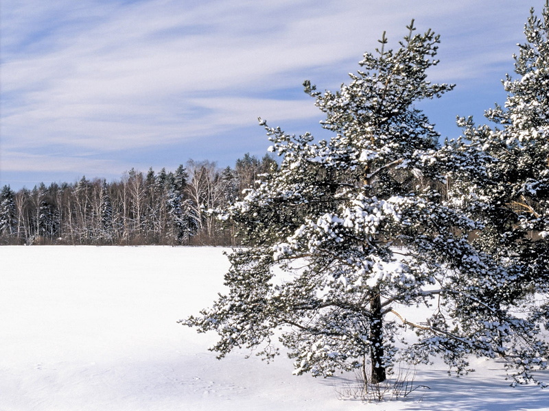 beauty In Nature, landscape, tranquil Scene, snow, environment, day, snowcapped mountain, winter, plant, frost, non-Urban Scene, pine tree, coniferous tree
