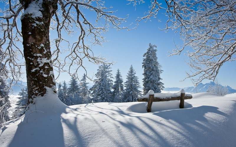 scenics, blue, winter, nature, spruce Tree, hill, landscape, weather, woodland, scenics - nature, environment, frost, forest, pine Tree, beauty In Nature