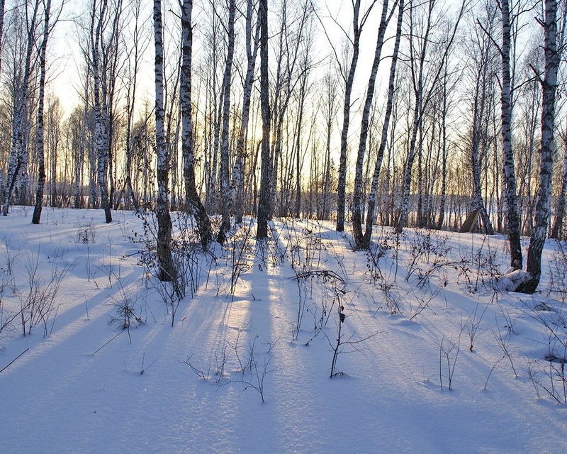 beauty in nature, snow, covering, landscape, no people, environment, land, nature, scenics - nature, birches, black, trees, trunks, tranquility, winter