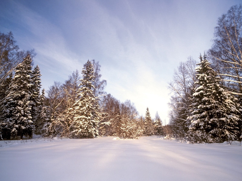 polar Climate, fir Tree, january, blizzard, white color, cold temperature, coniferous Tree, wood, freshness, pine woodland, plant, vacations, snowing, outdoors