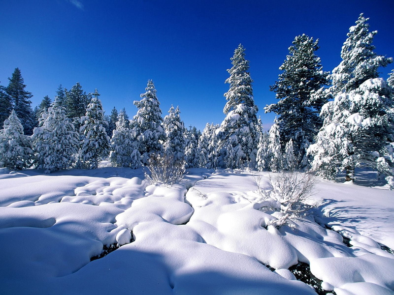fir Tree, snowcapped mountain, sun, vacations, tree, environment, idyllic, travel, snowing, tranquil Scene, backgrounds, sunlight, scenics - nature, season
