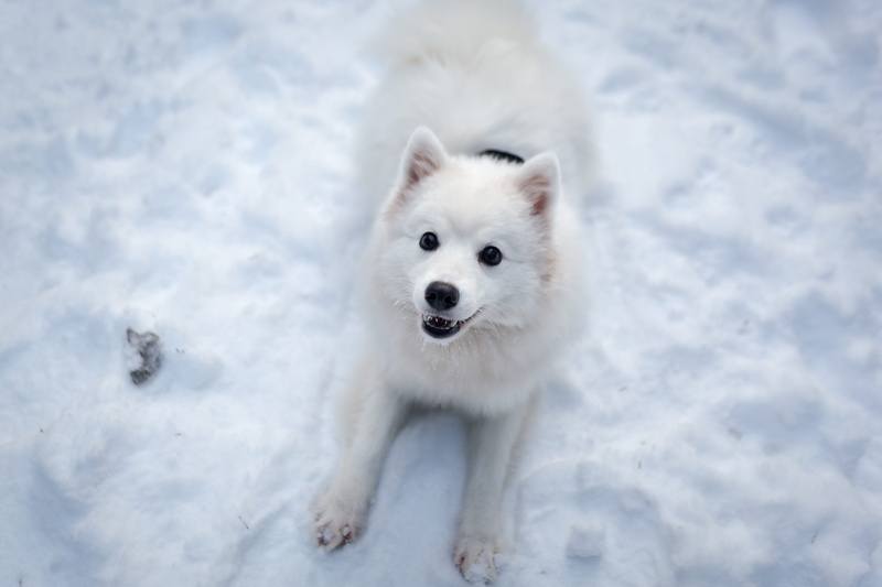 cute, animal head, frost, pet, cold temperature, no people, outdoors, animal, snow, mammal, frozen, playing, canine, animal wildlife, winter, playful, cold