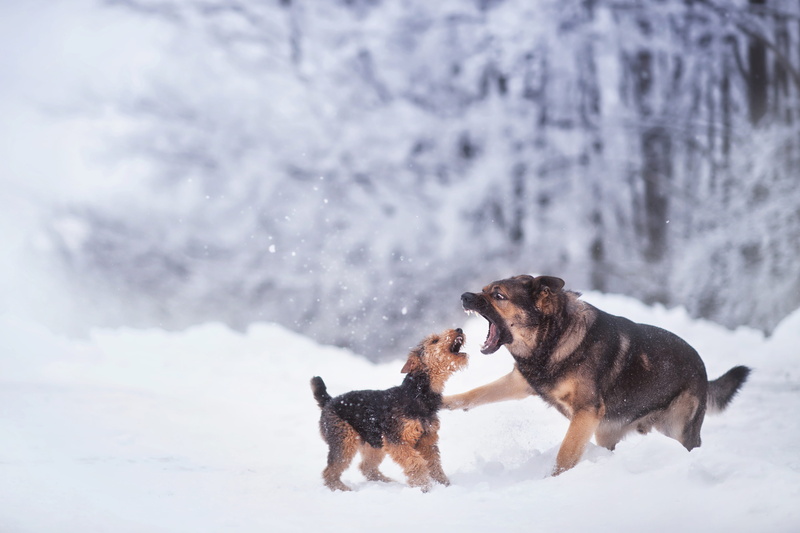 purebred dog, puppy, game, day, German Shepherd, black, canine, no people, shepherd, group of animals, tan, coated, running, dog, cold temperature, snow