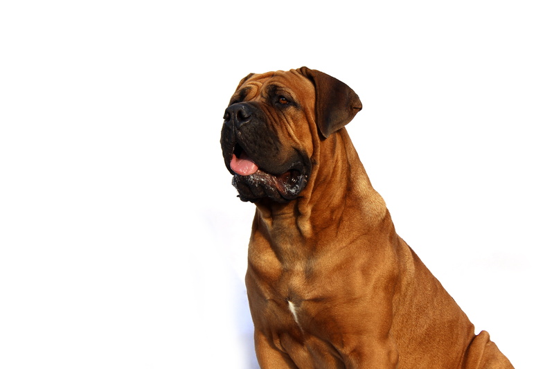 puppy, happy, pet, to the south, white, indoors, boxer, animal themes, winter, purebred Dog, younge, looking, animal head, background, energy, my friend