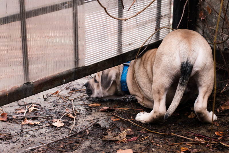 domestic animals, brown, no people, milota, great, pets, leaves, outdoors, vertebrate, relaxation, views, mans best friend, 5K, animal themes, day, metal