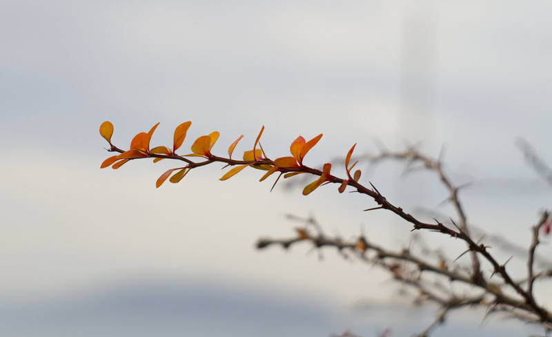 leaves, nature, leaf, thorn, winter, orange, Colors, outdoors, blur, branch, 4K, city, red, cityscape, autumn, brown, flower, autumn  fall, vivid, tree