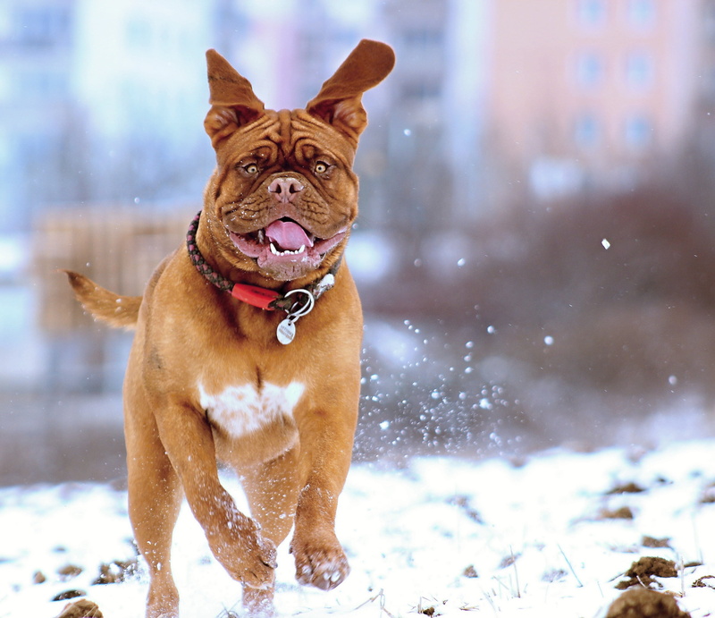 animal themes, cold temperature, playful, snowing, canine, background, pets, happiness, 2K, mouth open, bordeaux, animal, french, focus on foreground