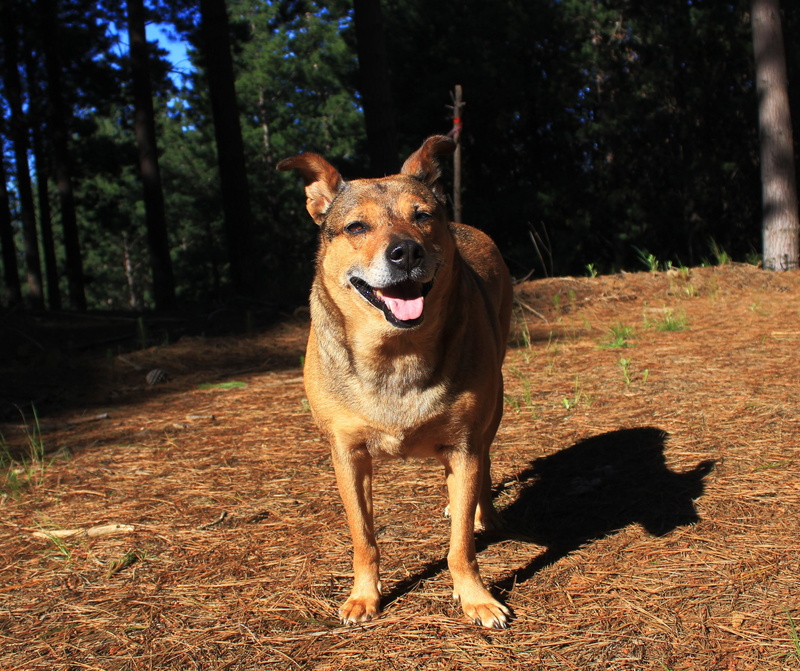 lifestyle, cold, sunlight, no people, german shepherd, doggy, plant, healthy, purebred dog, pet, fun, forest, vertebrate, nature, season, walk, dog, panting