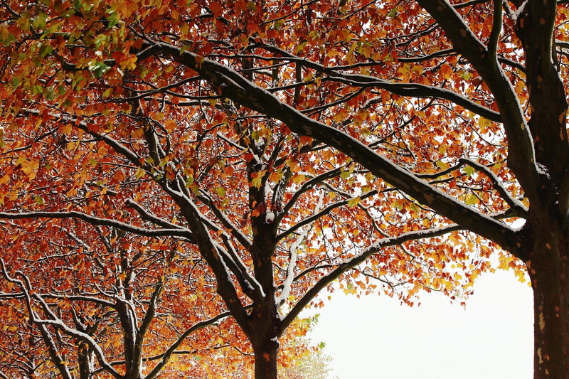 plant, leaves, Winter, rest, maple Tree, Trees, tranquility, no people, landscape, golden autumn, day, 2K, multi Colored, forest, low angle view, color Image