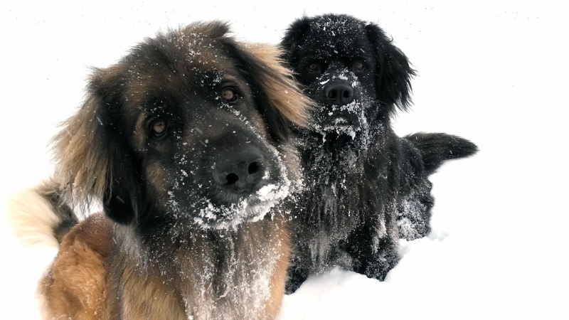 curiosity, nature, close-up, quadruped, portrait, snowing, 2K, pets, cold temperature, dog, attention, winter, snow, white, animal, brown, black, domestic