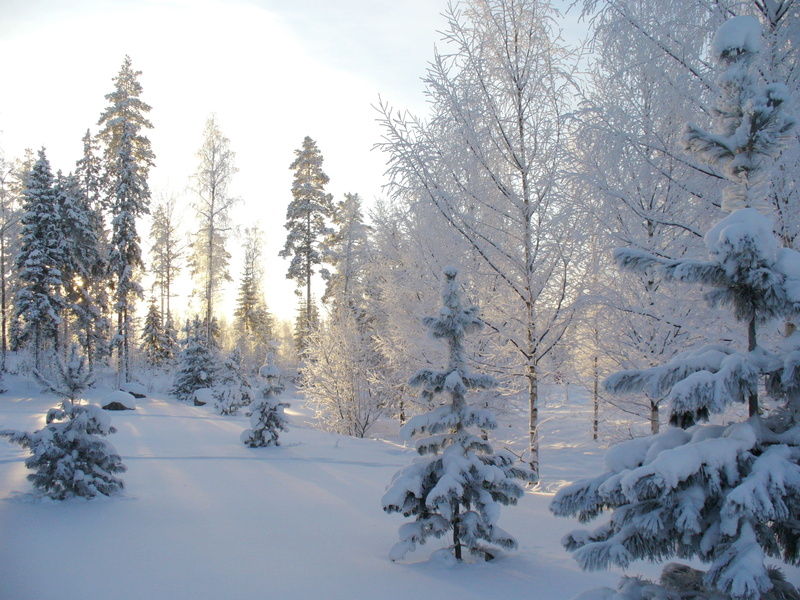 tree, snow, white color, snowdrifts, finland, powder snow, winter, day, forest, nature, outdoors, growth, 2K, tranquil scene, tranquility, plant, white
