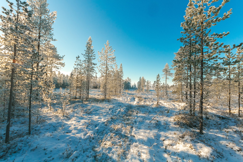 fall, coniferous tree, season, cold temperature, tree, snow, pine woodland, evergreen, scenics - nature, blue, pine tree, scenery, frost, non-urban scene