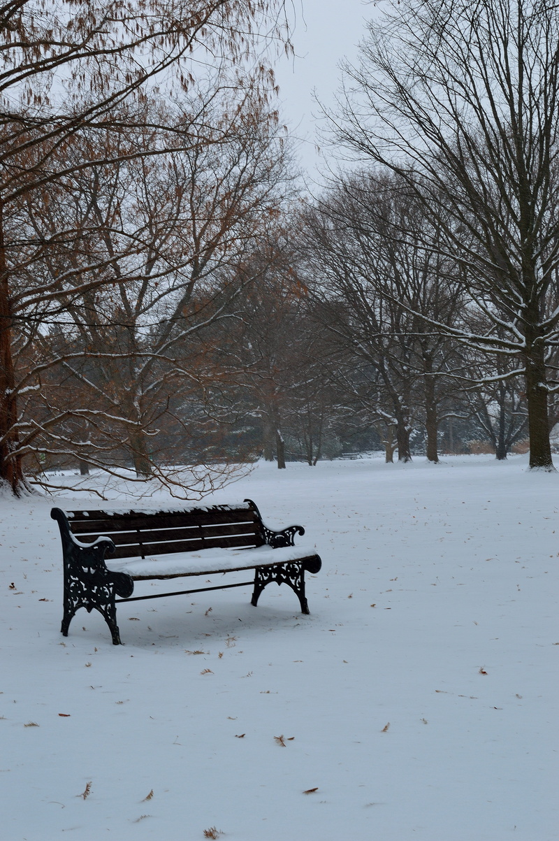 nobody, field, bare tree, white color, solitude, 5K, blizzard, empty, wintertime, cold temperature, plant, park, ice, frost, covering, outdoor, snow, silence