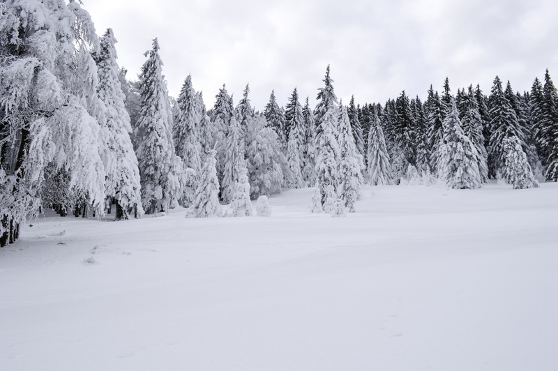 coniferous tree, cloud - sky, december, forest, covering, season, land, frozen, cold temperature, nobody, scenics - nature, tree, frost, trees, snow, tranquility