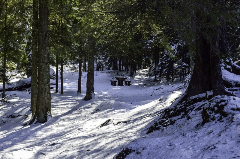 plant, snowflake, nobody, weather, covering, field, tree, pine, wild, outdoors, trunk, winter, tranquility, mountain, no people, sunlight, wood, december