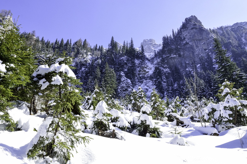 wild, white color, growth, park, land, day, tranquility, outdoors, tree, pine, forest, season, no people, nobody, landscape, nature, beauty in nature, scenics - nature