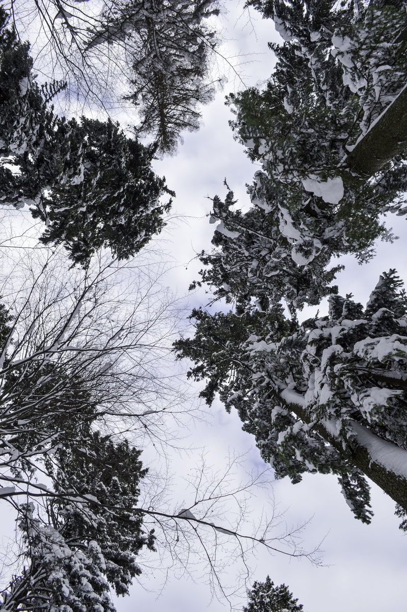 outdoor, pine tree, scenics - nature, no people, weather, day, outdoors, winter, park, snowfall, season, snow, wild, 4K, directly below, growth, snowflake