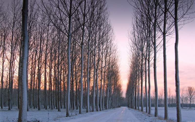outdoors, nature, golden, treelined, body, sunset, sky, bare, beauty in nature, no people, diminishing perspective, 2K, cold temperature, landscape, tree trunk