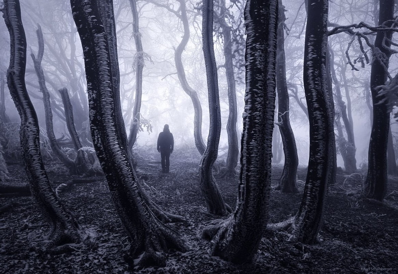 rear view, land, growth, real people, woodland, beauty in nature, tranquil scene, snow, trees, fog, branch, 480P, winter, forest, untitled, tree, monochrome