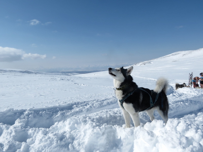 dog, snowdrifts, snow, outdoors, vertebrate, animal, domestic, spring warmth, 1080P, white, pets, beauty in nature, nature, no people, spring, day, sled dog