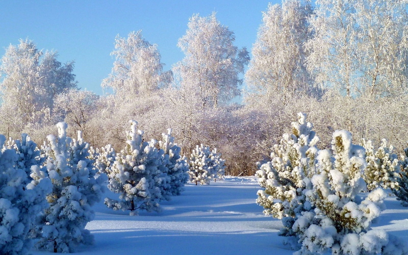 sky, tranquility, cold - Temperature, branch, landscape, hoarfrost, white color, springtime, gray hair, sunlight, beauty In Nature, forest, non-Urban Scene