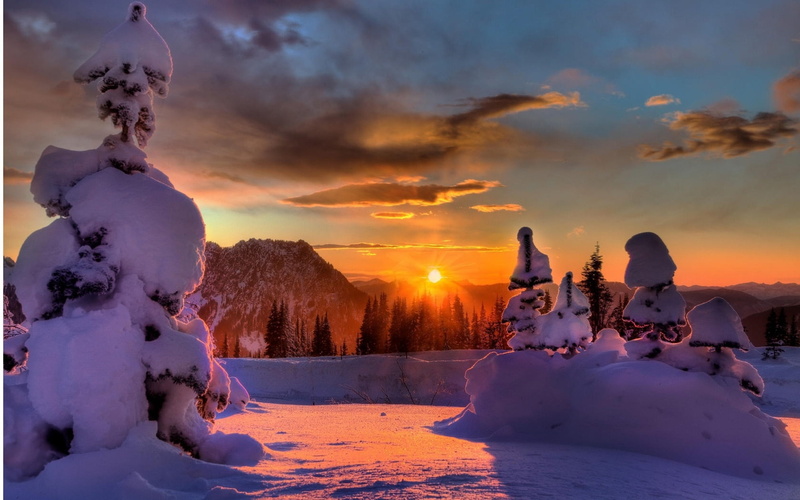 nature, outdoors, orange color, frozen, tranquility, light - Natural Phenomenon, fur-trees, non-urban scene, night, green, trees, christmas, scenics - nature