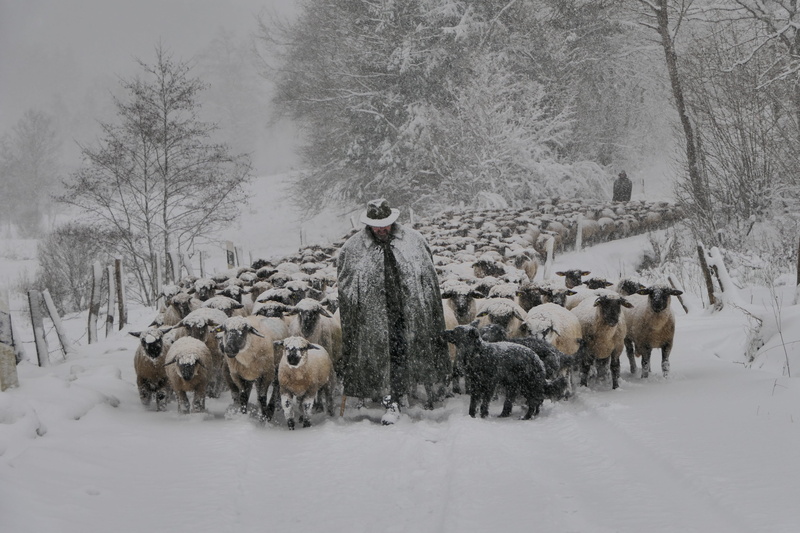 frost, land, field, snowdrift, ice, frozen, herd, animal, animal themes, large group of animals, vertebrate, nature, covered, blizzard, cold, group of animals