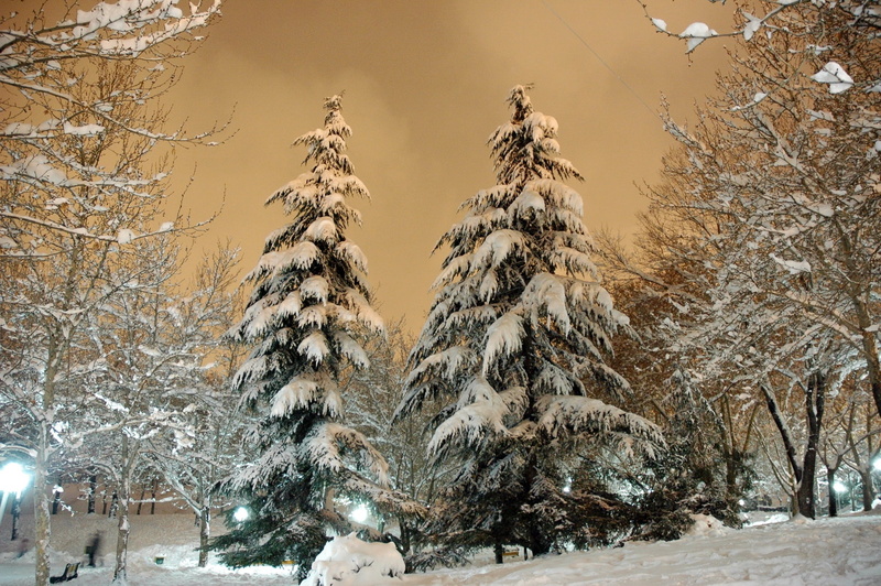 tranquility, winter, forest, cover, day, snowdrifts, fir-trees, branch, scenics, tranquil Scene, non-Urban Scene, scenics - nature, pine tree, coniferous tree