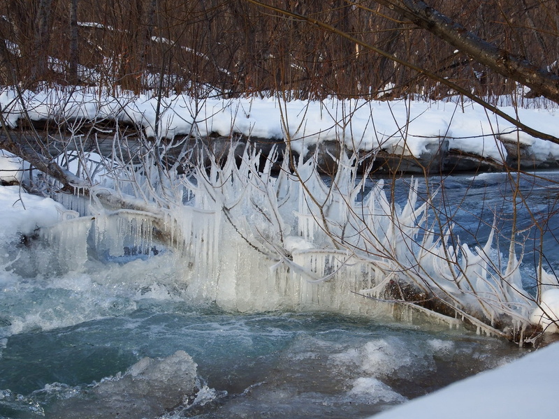 leann, beauty in nature, day, naples, landscape, trees, flowing water, winter forest, icicles, ice, outdoors, tree, creek, snow, bare tree, flowing, cold