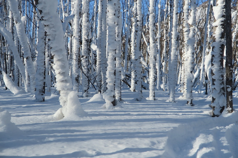 icicles, land, winter forest, scenics - nature, beauty in nature, river, icicle, 1080P, fringe, snowdrift, wild wood, field, tree, landscape, frozen, leann