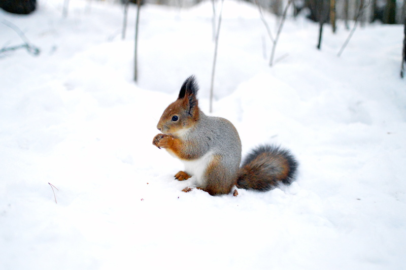 squirrel, tail, winter, trees, forest, living nature, animal, rodent, plant, snow, one animal, beauty in nature, snowdrift, grey, furry, beauty, skin, white color