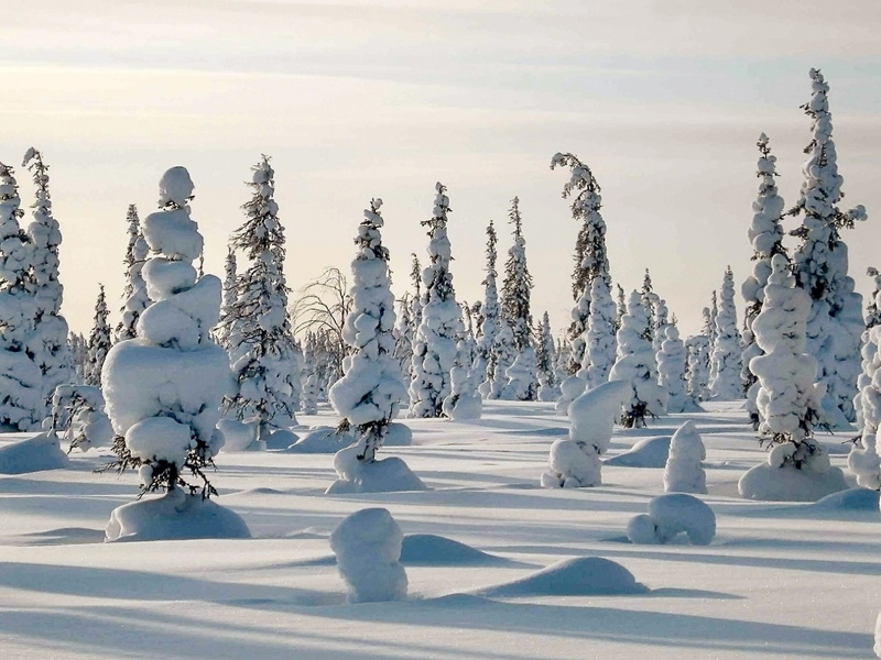 covered, forest, no people, white color, trees, plant, tranquil scene, 1080P, sky, covering, cold, snowdrift, snow, white, environment, scenics - nature