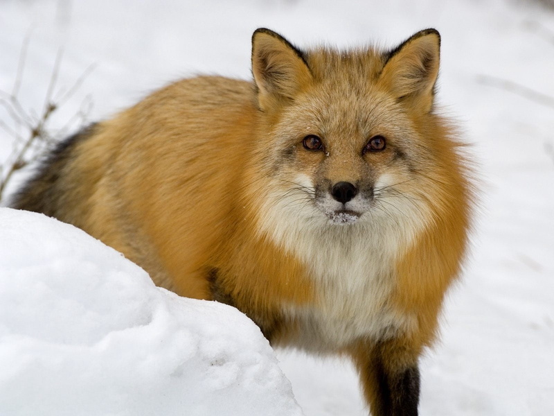 white color, red, animals In The Wild, fur, mammal, winter, outdoors, cold temperature, frozen, looking at camera, snowdrift, looking, 720P, fox, nature