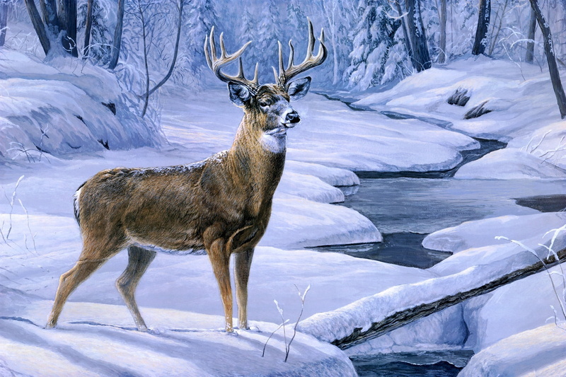 Laura Mark Finberg, animals In The Wild, frost, snowcapped mountain, antler, white, cold temperature, painting, forest, snow, illustration, frozen, white color