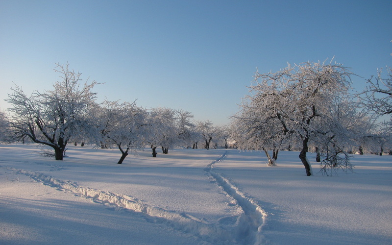 tracks, forest, plant, no People, weather, gray hair, sunlight, purity, cold temperature, white color, ice, cover, freshness, beauty In Nature, non-Urban Scene