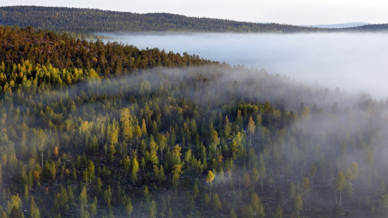 scenics - nature, growth, environment, tranquility, trees, forest, tranquil scene, lake, tree, mist, mountain, foggy, land, nature, beauty in nature, fog