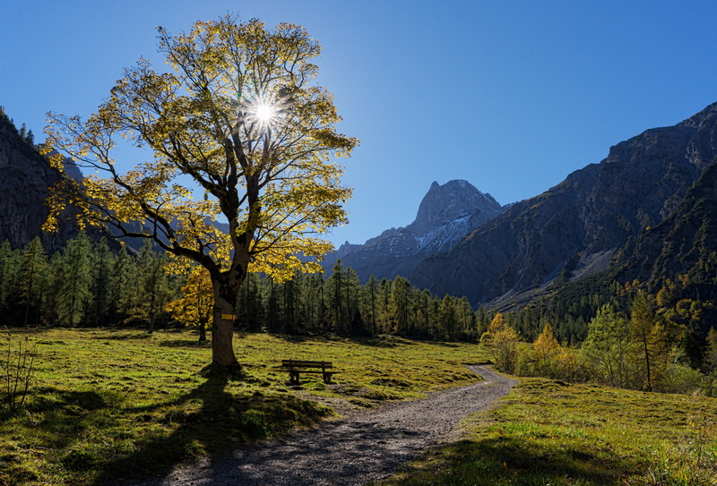 coniferous tree, mountain, scenics - nature, autumn, yellow, sunlight, path, land, nature, sky, no people, mountains, Tyrol, plant, outdoors, Austria, landscape