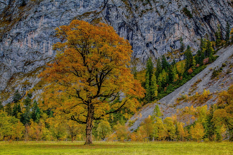 trees, autumn, 1080P, Karwendel, Alps, Austria