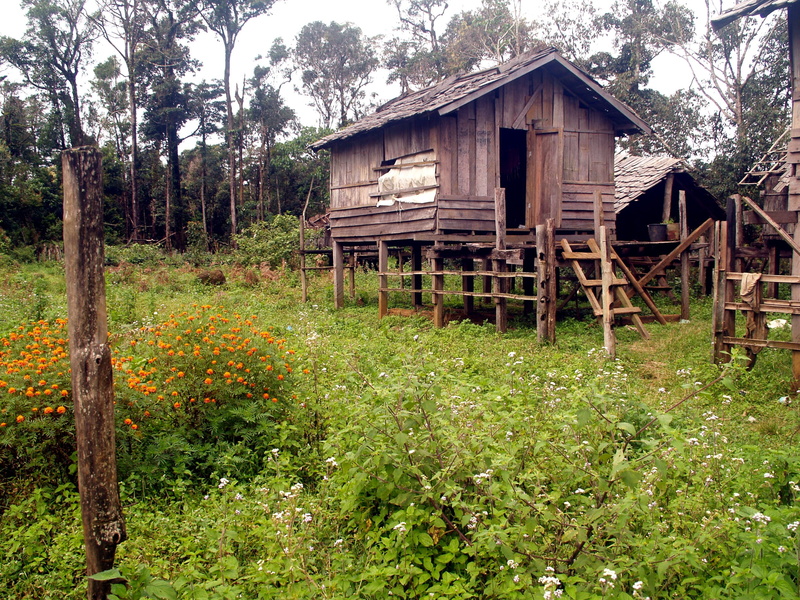 cabin, tree, building, deterioration, plant, land, outdoors, Stilt Houses, day, house, landscape, field, nature, wood - material, abandoned, green color