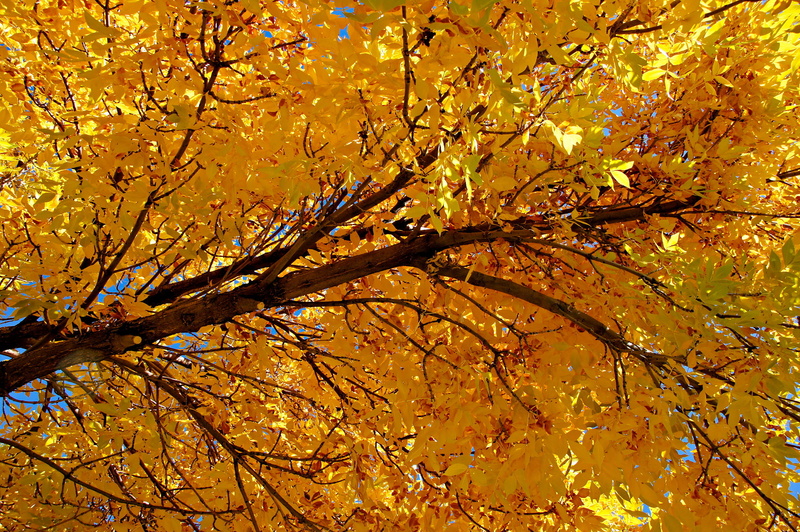 plant part, many, autumn collection, melange, leafy, bark, tranquility, no people, full frame, plant, branch, golden, change, denver, autumn, leaves, sunshine