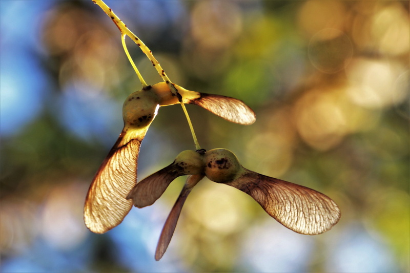 orange, no people, foliage, mood, branch, food, tree, fragility, plant part, plant, beauty in nature, season, focus on foreground, the environment, wings