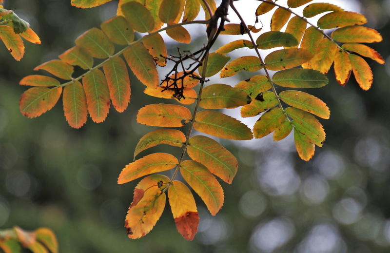 the background, leaves, outdoors, green color, no people, green, growth, 5K, season, leaf, tranquility, branches, the environment, in the fall, day, natural condition
